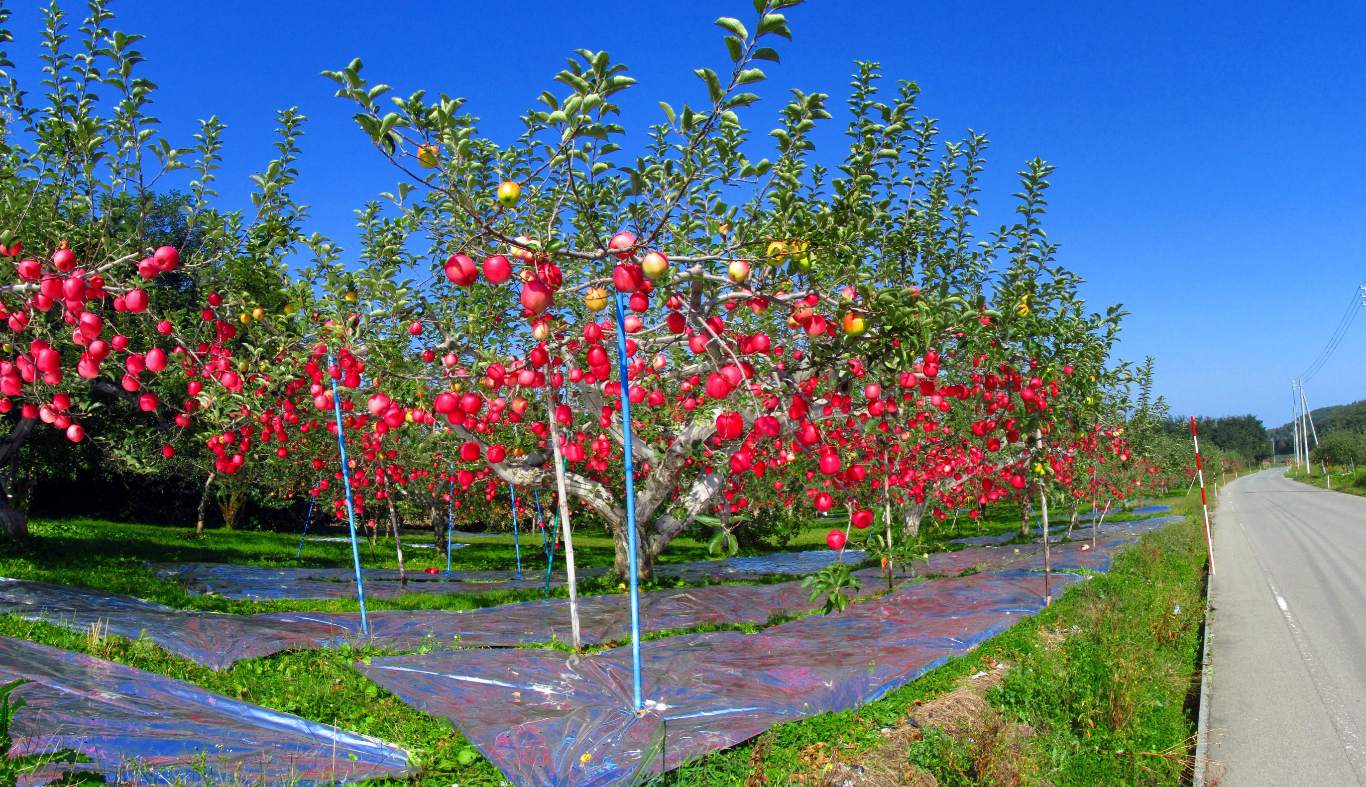 Fuji apple trees laden with fruit in Hirosaki, Aomori, Japan